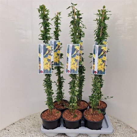 Jasminum nudiflorum 50 cm vierkant 2L met stok