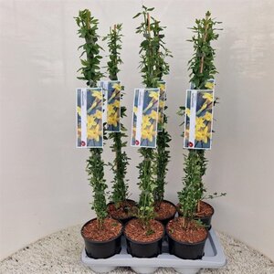 Jasminum nudiflorum 50 cm vierkant 2L met stok