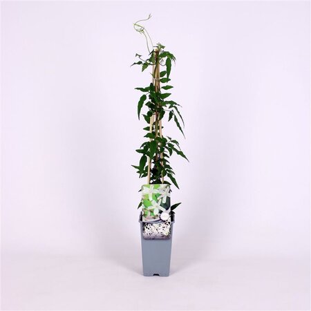 Jasminum polyanthum 70 cm vierkant 2L