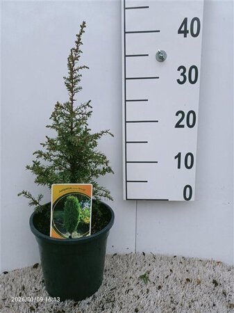 Juniperus comm. 'Arnold' 30-40 cm cont. 3,5L