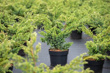 Juniperus chin. 'Blue Alps' 50-60 cm cont. 5,0L - afbeelding 1