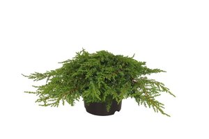 Juniperus comm. 'Green Carpet' 25-30 cm cont. 2,0L - afbeelding 5