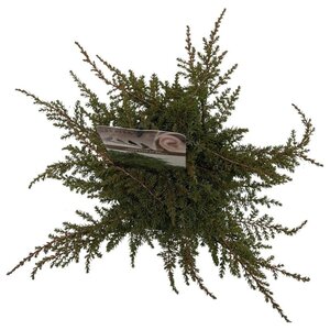 Juniperus comm. 'Green Carpet' 25-30 cm cont. 2,0L