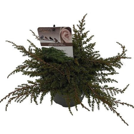 Juniperus comm. 'Green Carpet' 25-30 cm cont. 2,0L - afbeelding 2