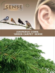 Juniperus comm. 'Green Carpet' 25-30 cm cont. 2,0L - afbeelding 3