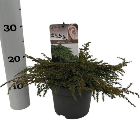 Juniperus comm. 'Green Carpet' 25-30 cm cont. 2,0L - afbeelding 4