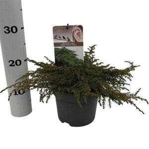 Juniperus comm. 'Green Carpet' 25-30 cm cont. 2,0L - afbeelding 4