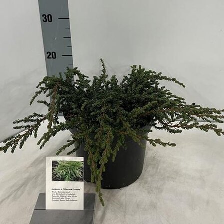 Juniperus comm. 'Hibernica' 25-30 cm cont. 3,0L - afbeelding 2