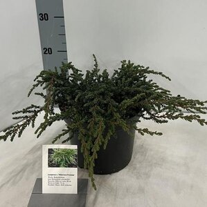 Juniperus comm. 'Hibernica' 25-30 cm cont. 3,0L - afbeelding 2