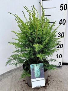 Juniperus comm. 'Hibernica' 25-30 cm cont. 3,0L