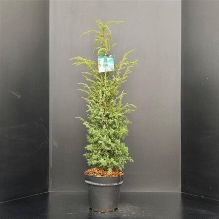 Juniperus comm. 'Hibernica' 60-80 cm cont. 7,5L