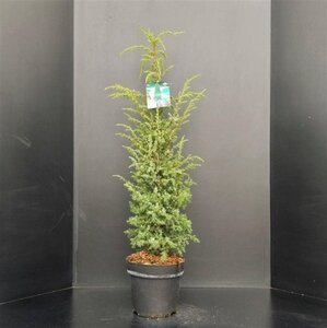 Juniperus comm. 'Hibernica' 60-80 cm cont. 7,5L
