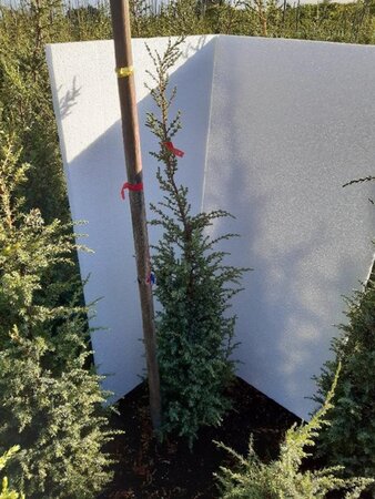 Juniperus comm. 'Hibernica' 60-80 cm met kluit - afbeelding 4