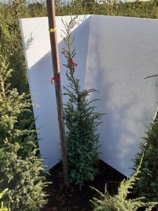Juniperus comm. 'Hibernica' 60-80 cm met kluit - afbeelding 4