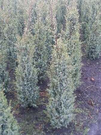 Juniperus comm. 'Hibernica' 60-80 cm met kluit - afbeelding 5