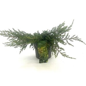 Juniperus comm. 'Repanda' 20-25 cm cont. 2,0L - afbeelding 5