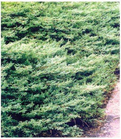 Juniperus comm. 'Repanda' 20-25 cm cont. 2,0L - afbeelding 6