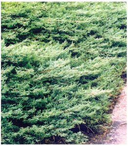 Juniperus comm. 'Repanda' 20-25 cm cont. 2,0L - afbeelding 6
