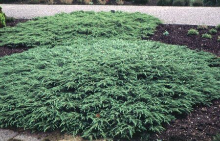 Juniperus comm. 'Repanda' 20-25 cm cont. 2,0L - afbeelding 7