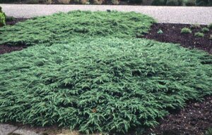 Juniperus comm. 'Repanda' 20-25 cm cont. 2,0L - afbeelding 7