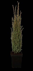 Juniperus comm. 'Sentinel' 25-30 cm cont. 3,0L - afbeelding 2