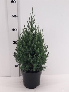 Juniperus chin. 'Stricta' 30-40 cm cont. 2,0L