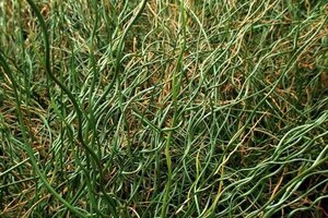 Juncus effusus 'Spiralis' geen maat specificatie cont. 2,0L