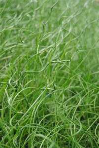 Juncus effusus 'Spiralis' geen maat specificatie cont. 2,0L - afbeelding 4
