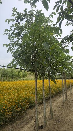 Juglans regia 18-20 Hoogstam draadkluit 3 X verplant - afbeelding 6