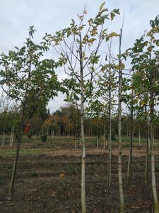 Juglans regia 18-20 Hoogstam draadkluit 3 X verplant - afbeelding 8