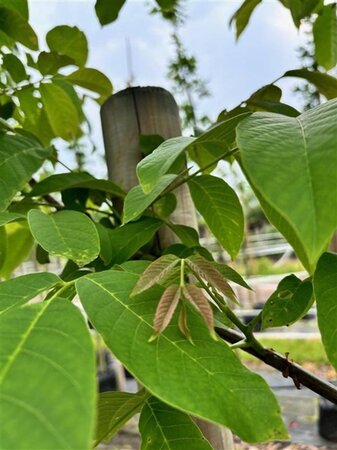 Juglans regia 18-20 Hoogstam draadkluit 3 X verplant - afbeelding 4