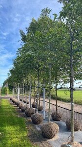 Juglans regia 18-20 Hoogstam draadkluit 3 X verplant - afbeelding 5