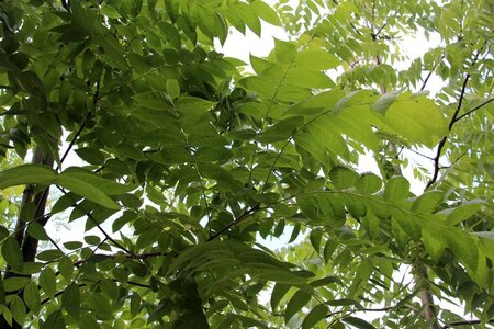 Juglans regia 25-30 Hoogstam draadkluit 4 X verplant - afbeelding 1
