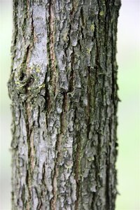 Juglans regia 25-30 Hoogstam draadkluit 4 X verplant - afbeelding 4