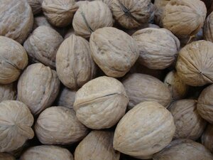 Juglans regia 6-8 Halfstam wortelgoed