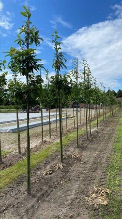 Juglans regia 8-10 Hoogstam draadkluit - afbeelding 3