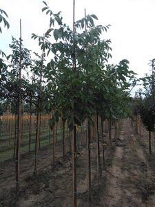 Juglans regia 8-10 STA4 WRB - image 5