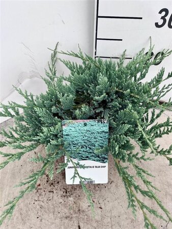 Juniperus h. 'Blue Chip' 25-30 cm cont. 3,0L - afbeelding 5