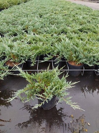 Juniperus h. 'Blue Chip' 25-30 cm cont. 3,0L - afbeelding 4