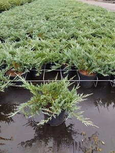 Juniperus h. 'Blue Chip' 25-30 cm cont. 3,0L - afbeelding 4