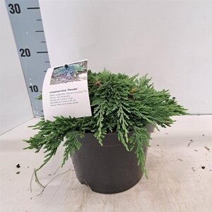 Juniperus h. 'Pancake' 25-30 cm cont. 3,0L