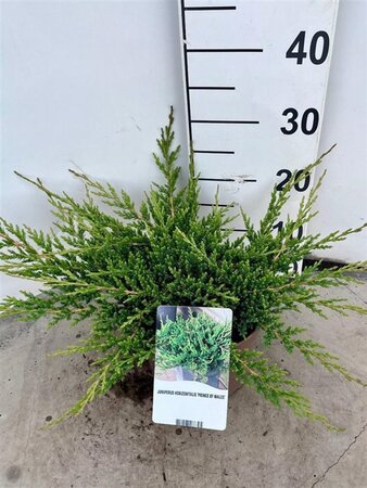 Juniperus h. 'Prince of Wales' 30-40 cm cont. 3,0L - afbeelding 2