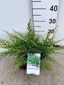 Juniperus h. 'Prince of Wales' 30-40 cm cont. 3,0L - afbeelding 2