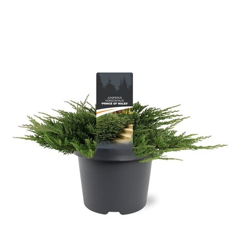Juniperus h. 'Prince of Wales' 30-40 cm cont. 3,0L - afbeelding 1