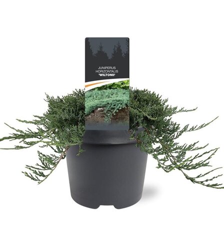 Juniperus h. 'Wiltonii' 25-30 cm cont. 3,0L - afbeelding 2