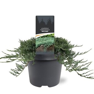 Juniperus h. 'Wiltonii' 25-30 cm cont. 3,0L - afbeelding 2