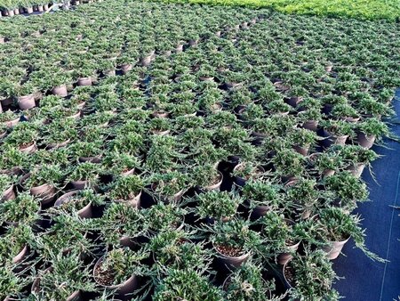 Juniperus h. 'Wiltonii' 30-40 cm cont. 3,0L - afbeelding 2