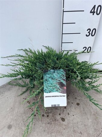 Juniperus h. 'Wiltonii' 30-40 cm cont. 3,0L - afbeelding 3