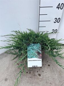 Juniperus h. 'Wiltonii' 30-40 cm cont. 3,0L - afbeelding 3