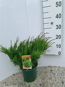 Juniperus pf. 'Mint Julep' 30-40 cm cont. 3,5L